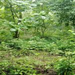 A Floristic Diversity Hub in Nunchhari VCF, Khagrachhari