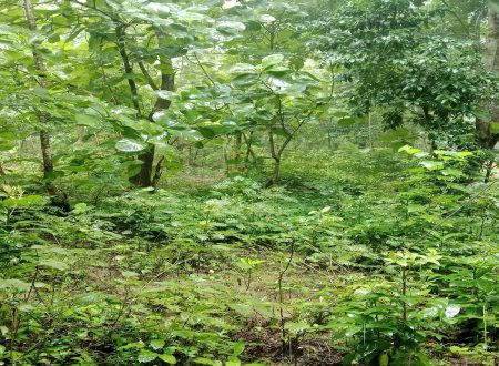 A Floristic Diversity Hub in Nunchhari VCF, Khagrachhari