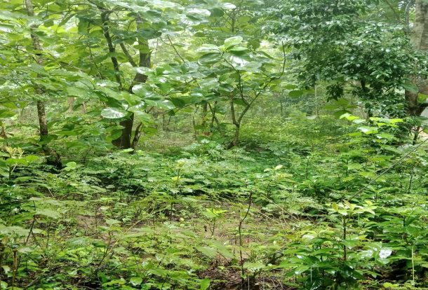 A Floristic Diversity Hub in Nunchhari VCF, Khagrachhari