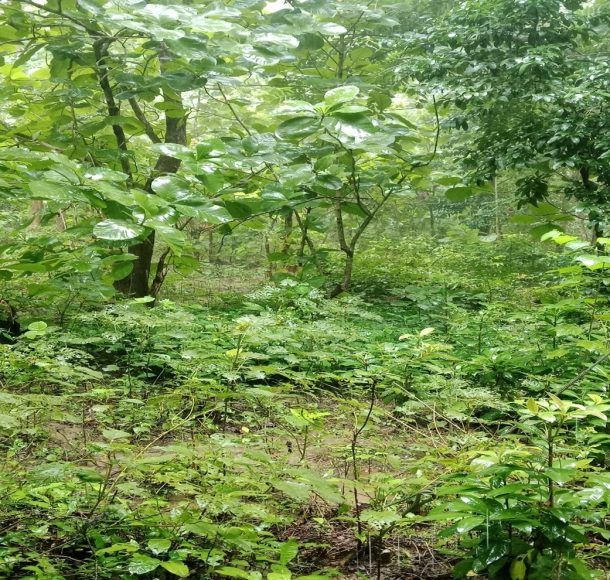 A Floristic Diversity Hub in Nunchhari VCF, Khagrachhari