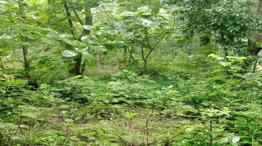 A Floristic Diversity Hub in Nunchhari VCF, Khagrachhari