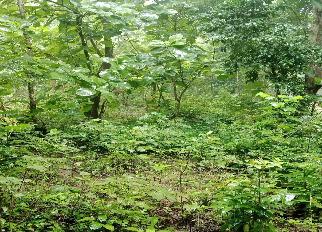 A Floristic Diversity Hub in Nunchhari VCF, Khagrachhari