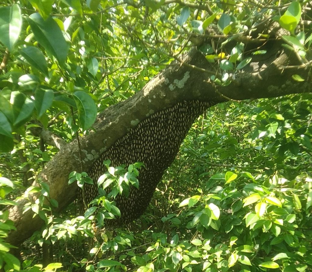 A beehive of Apis dorsata in the Nijhum Dwip mangrove forest