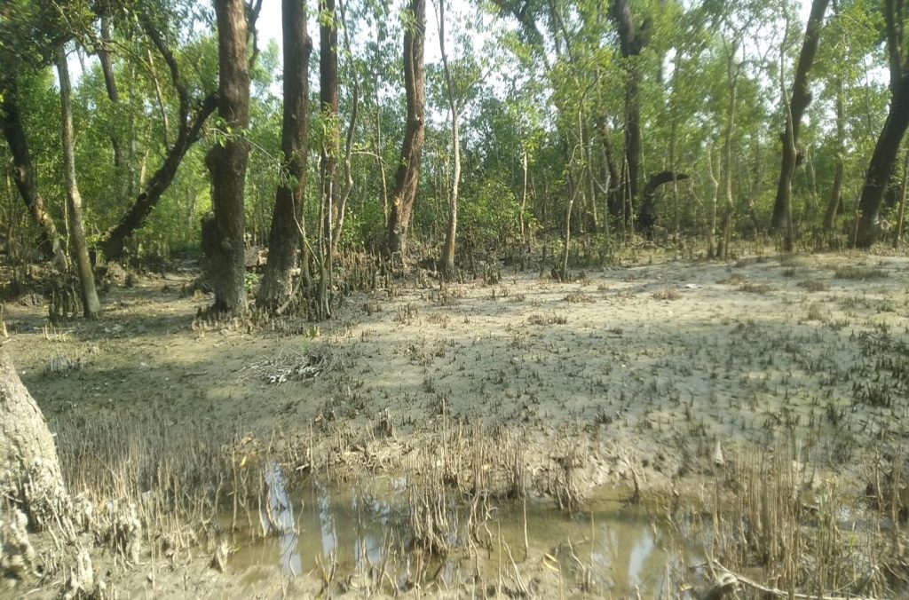 A view of Nijhum Dwip mangrove forest at low tide