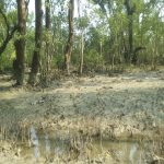 A view of Nijhum Dwip mangrove forest at low tide