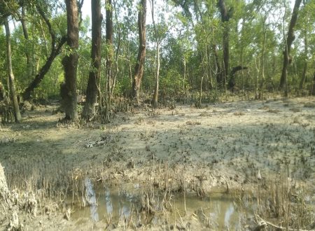 A view of Nijhum Dwip mangrove forest at low tide