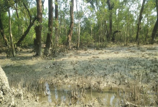 A view of Nijhum Dwip mangrove forest at low tide