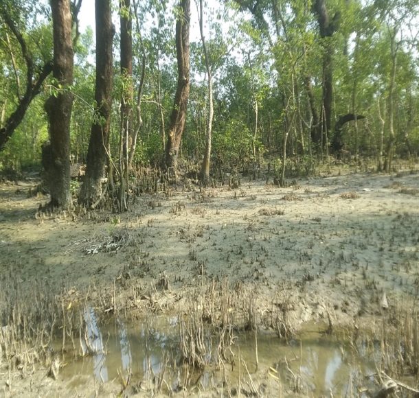 A view of Nijhum Dwip mangrove forest at low tide