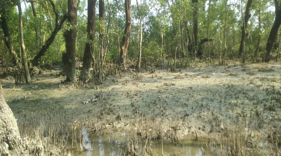 A view of Nijhum Dwip mangrove forest at low tide