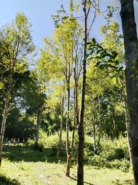 Agarwood tree