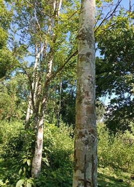 agarwood tree