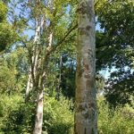 agarwood tree