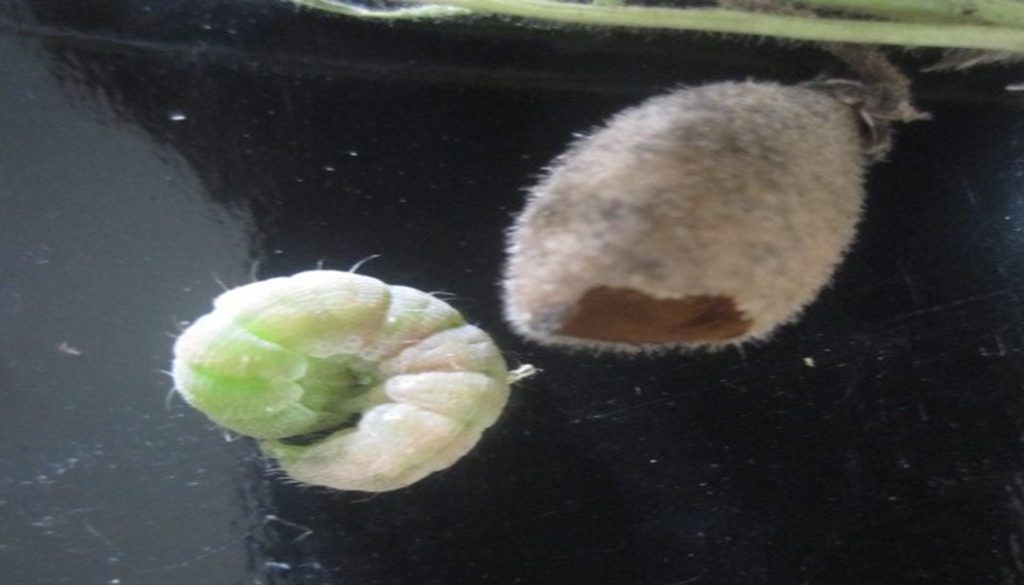 chickpea pod borer