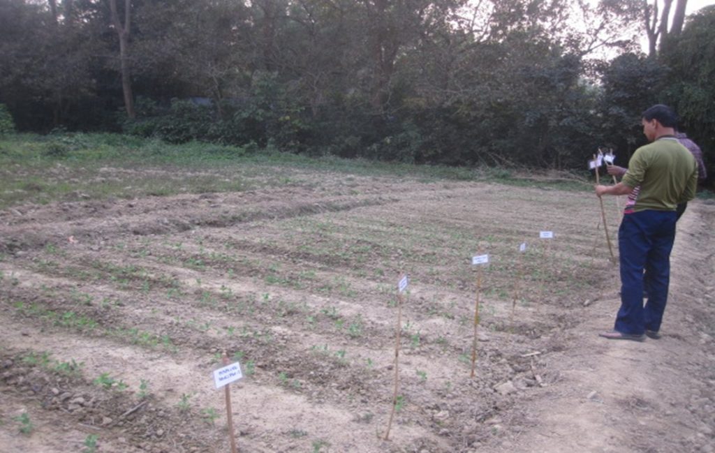 experimental field