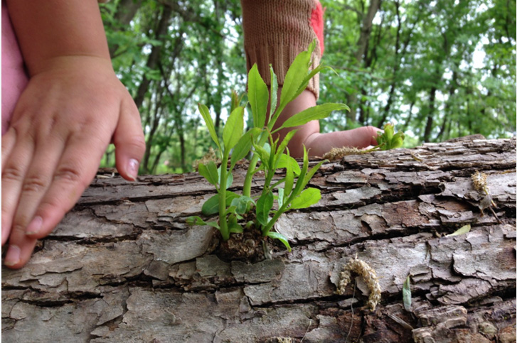 Nature based early learning